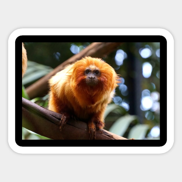 Golden Lion Tamarin Sticker by Nicole Gath Photography